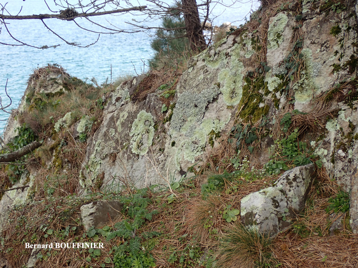 Parmotrema robustum (Degel.) Hale forme saxicole.